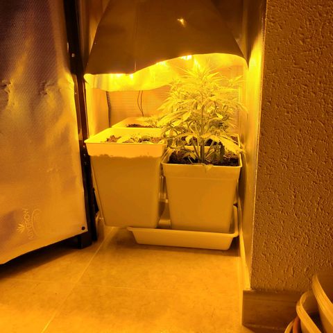 Carmelita-2 (La Vault-bricker) growlog timeline photo