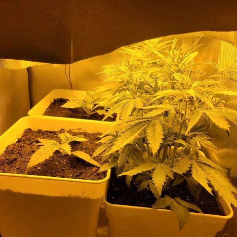 Carmelita-2 (La Vault-bricker) growlog timeline photo