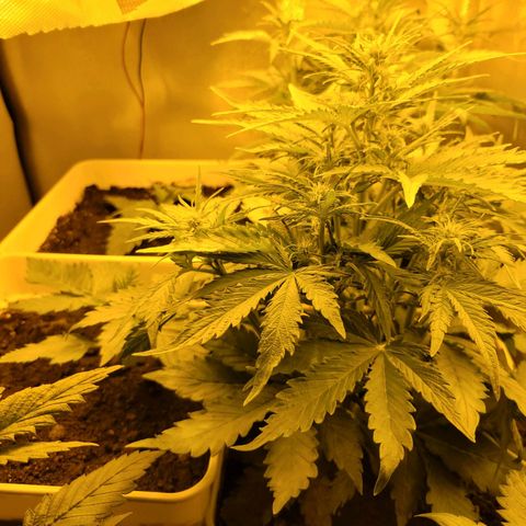 Carmelita-2 (La Vault-bricker) growlog timeline photo