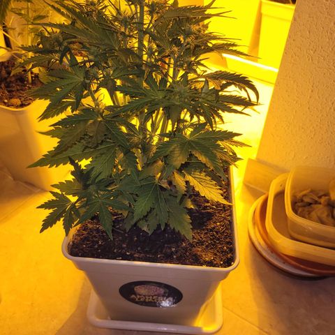 Carmelita-2 (La Vault-bricker) growlog timeline photo