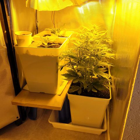 Carmelita-2 (La Vault-bricker) growlog timeline photo
