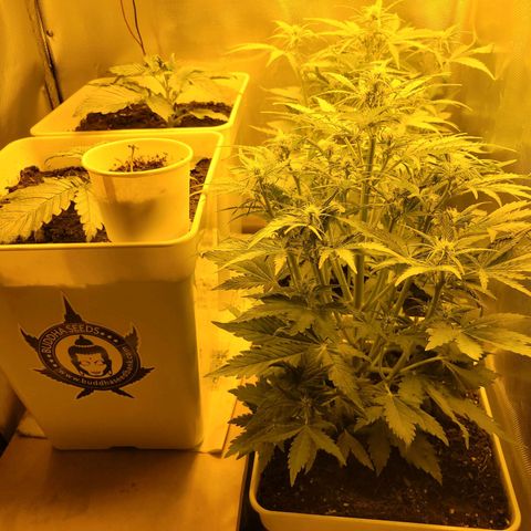 Carmelita-2 (La Vault-bricker) growlog timeline photo