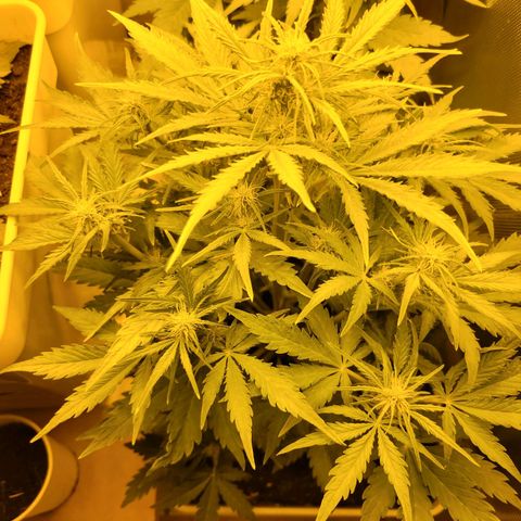 Carmelita-2 (La Vault-bricker) growlog timeline photo