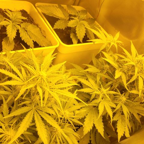 Carmelita-2 (La Vault-bricker) growlog timeline photo