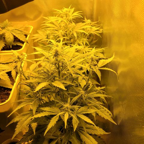 Carmelita-2 (La Vault-bricker) growlog timeline photo