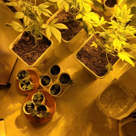 Carmelita-2 (La Vault-bricker) growlog timeline photo