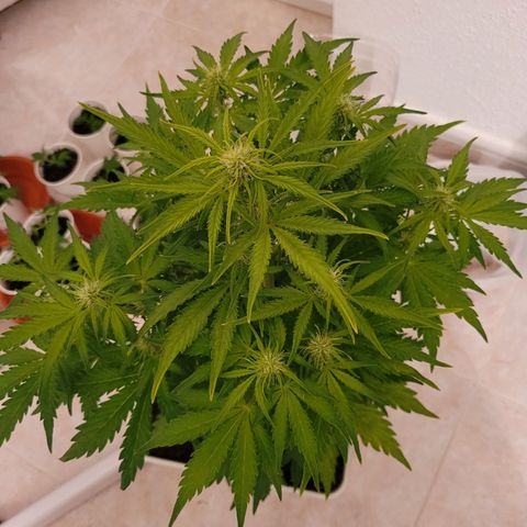 Carmelita-2 (La Vault-bricker) growlog timeline photo
