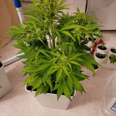 Carmelita-2 (La Vault-bricker) growlog timeline photo