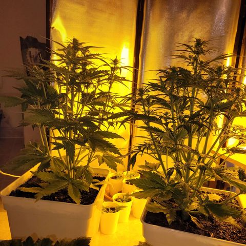 Carmelita-2 (La Vault-bricker) growlog timeline photo
