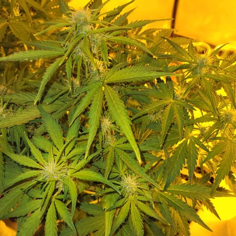 Carmelita-2 (La Vault-bricker) growlog timeline photo