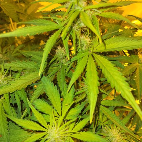 Carmelita-2 (La Vault-bricker) growlog timeline photo