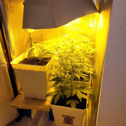 Carmelita-2 (La Vault-bricker) growlog timeline photo