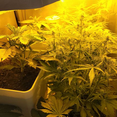 Carmelita-2 (La Vault-bricker) growlog timeline photo
