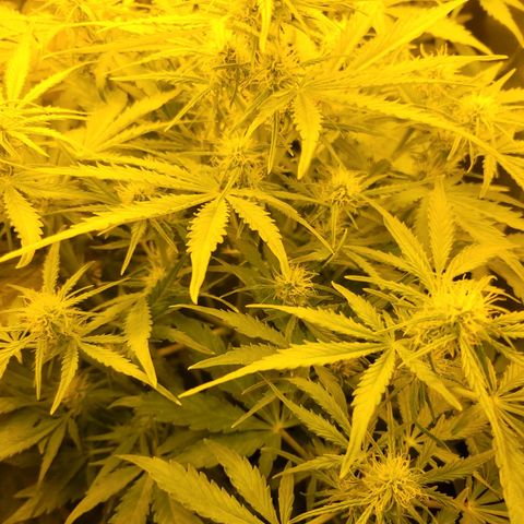 Carmelita-2 (La Vault-bricker) growlog timeline photo