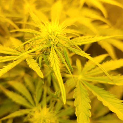 Carmelita-2 (La Vault-bricker) growlog timeline photo