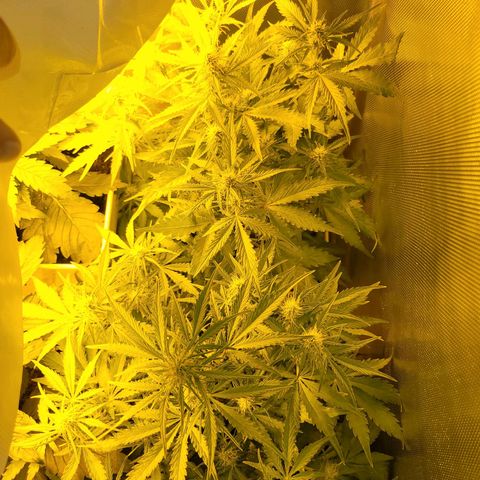 Carmelita-2 (La Vault-bricker) growlog timeline photo
