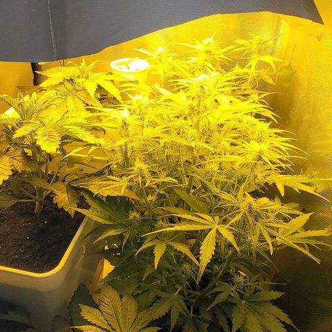 Carmelita-2 (La Vault-bricker) growlog timeline photo