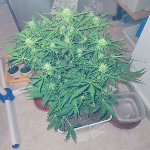 Carmelita-2 (La Vault-bricker) growlog timeline photo