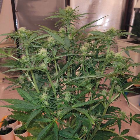 Carmelita-2 (La Vault-bricker) growlog timeline photo