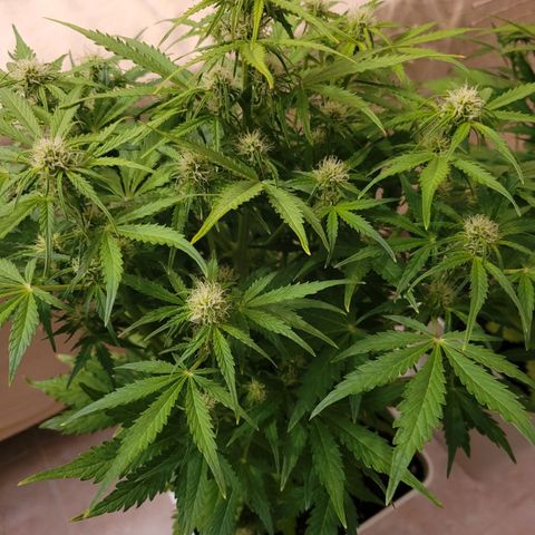 Carmelita-2 (La Vault-bricker) growlog timeline photo