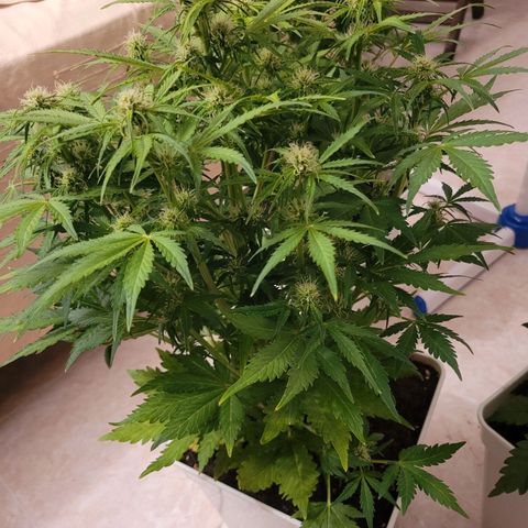 Carmelita-2 (La Vault-bricker) growlog timeline photo