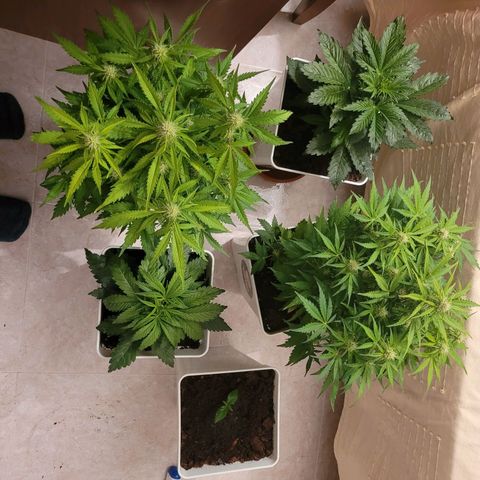 Carmelita-2 (La Vault-bricker) growlog timeline photo