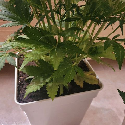 Carmelita-2 (La Vault-bricker) growlog timeline photo