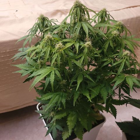 Carmelita-2 (La Vault-bricker) growlog timeline photo