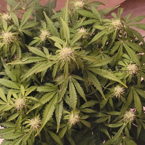 Carmelita-2 (La Vault-bricker) growlog timeline photo