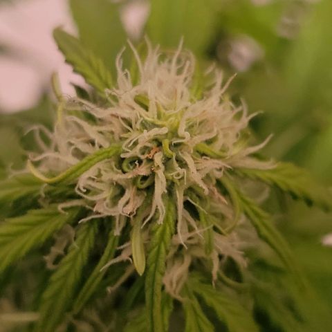 Carmelita-2 (La Vault-bricker) growlog photo: Cero resina..
De momento cero