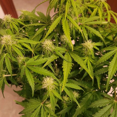 Carmelita-2 (La Vault-bricker) growlog timeline photo