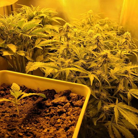 Carmelita-2 (La Vault-bricker) growlog timeline photo