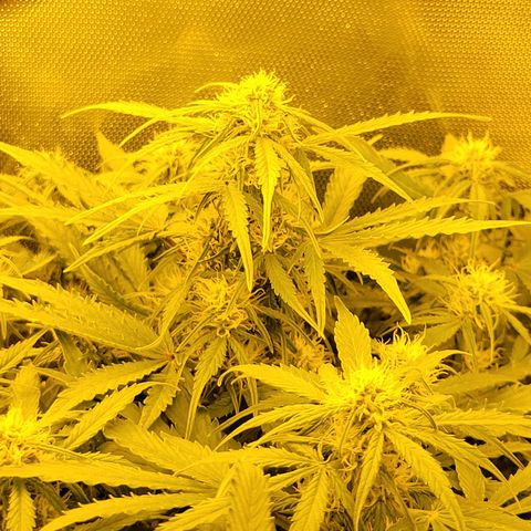 Carmelita-2 (La Vault-bricker) growlog photo: No comment