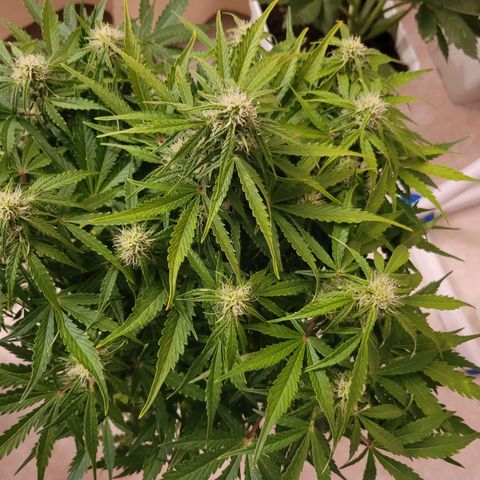 Carmelita-2 (La Vault-bricker) growlog timeline photo