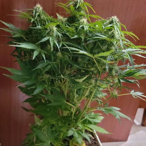 Carmelita-2 (La Vault-bricker) growlog timeline photo