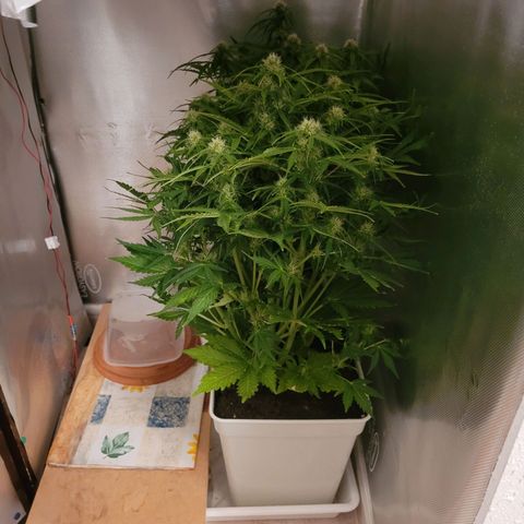 Carmelita-2 (La Vault-bricker) growlog timeline photo