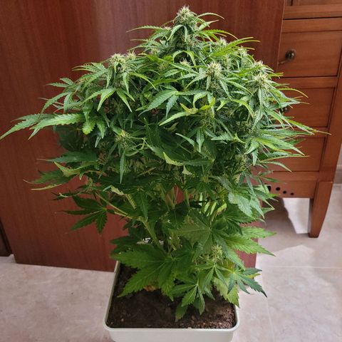 Carmelita-2 (La Vault-bricker) growlog timeline photo
