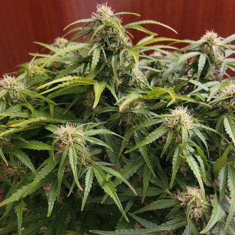 Carmelita-2 (La Vault-bricker) growlog timeline photo