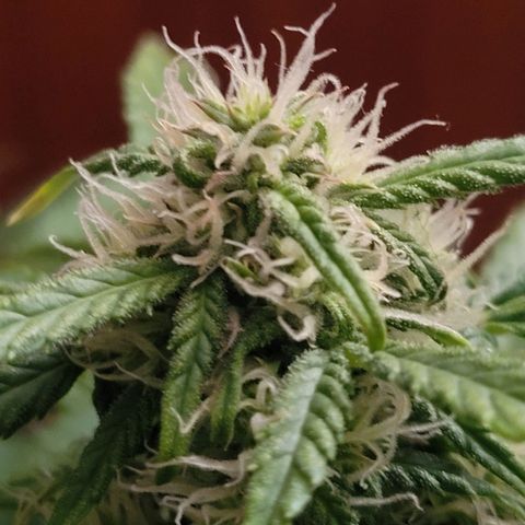 Carmelita-2 (La Vault-bricker) growlog timeline photo