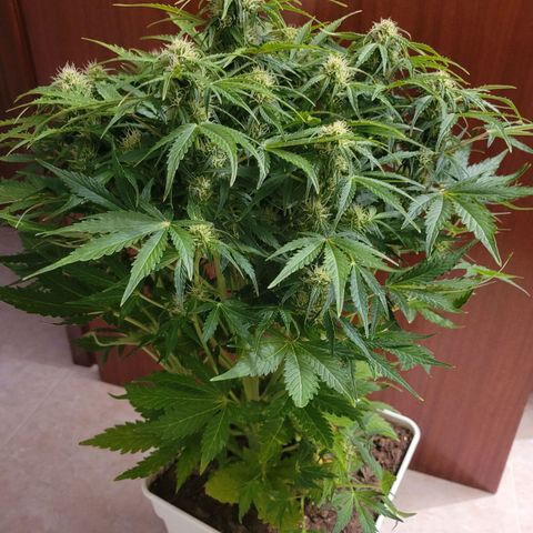 Carmelita-2 (La Vault-bricker) growlog timeline photo