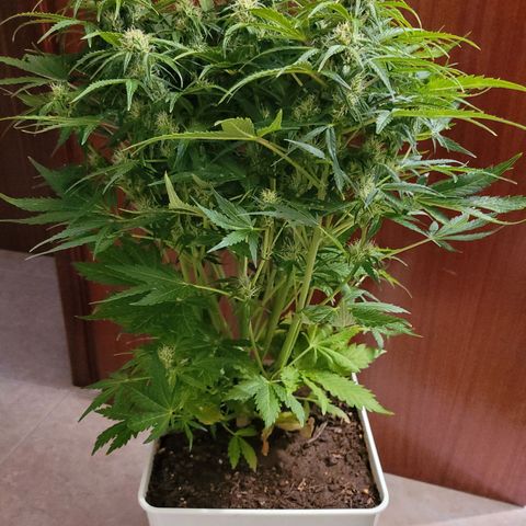 Carmelita-2 (La Vault-bricker) growlog timeline photo