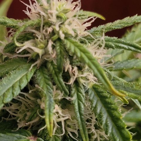 Carmelita-2 (La Vault-bricker) growlog timeline photo
