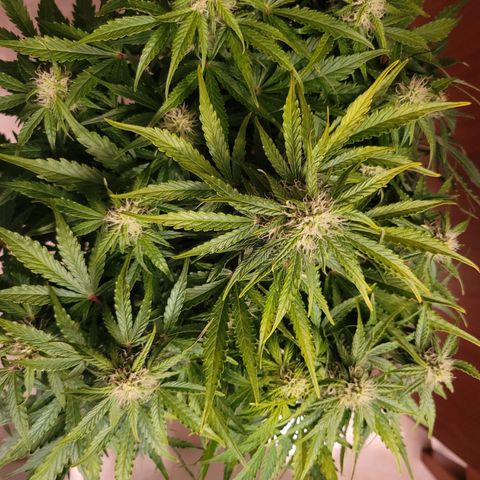 Carmelita-2 (La Vault-bricker) growlog timeline photo