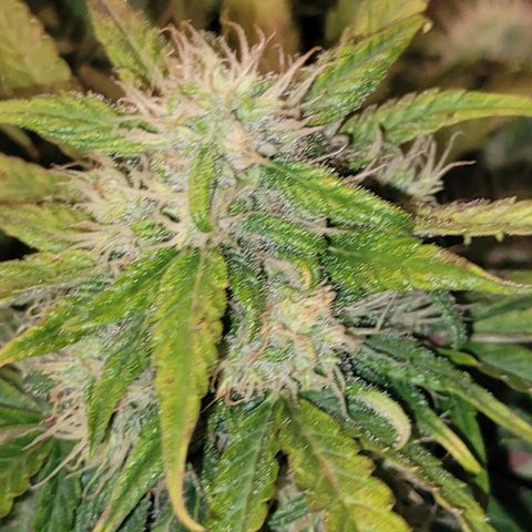 Carmelita-2 (La Vault-bricker) growlog timeline photo