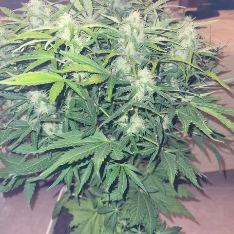 Carmelita-2 (La Vault-bricker) growlog timeline photo