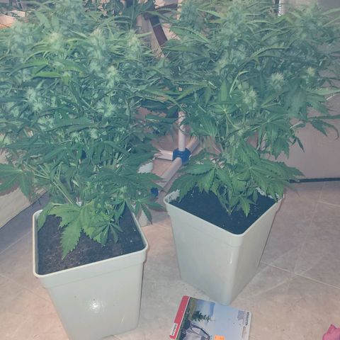 Carmelita-2 (La Vault-bricker) growlog timeline photo