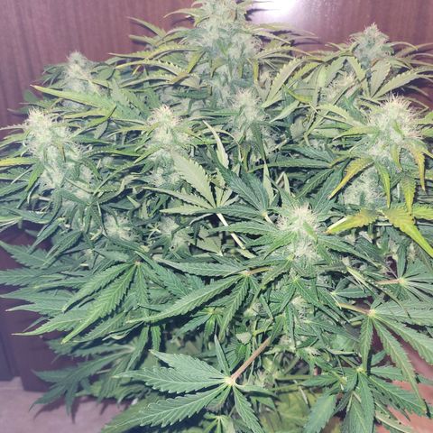 Carmelita-2 (La Vault-bricker) growlog timeline photo
