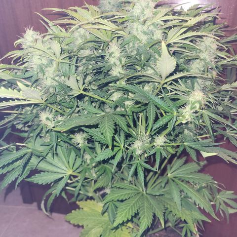 Carmelita-2 (La Vault-bricker) growlog timeline photo