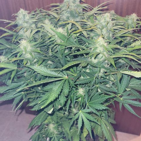 Carmelita-2 (La Vault-bricker) growlog timeline photo