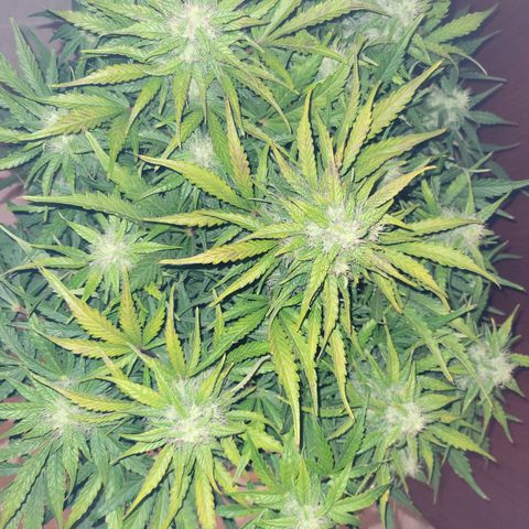 Carmelita-2 (La Vault-bricker) growlog timeline photo